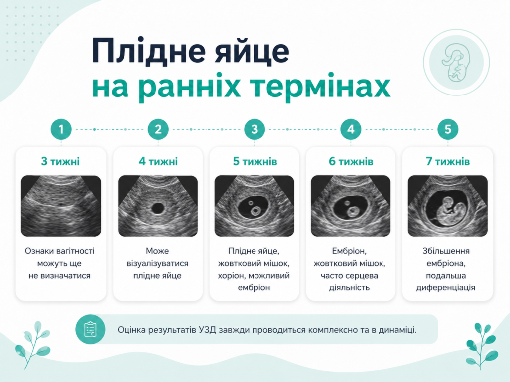 Плідне яйце на ранніх термінах вагітності та етапи розвитку на УЗД від 3 до 7 тижня