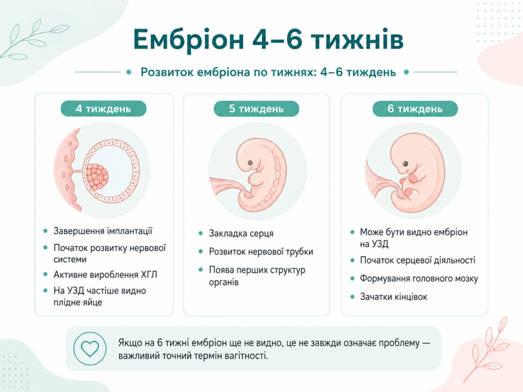 Розвиток ембріона 4–6 тижнів вагітності: завершення імплантації, формування нервової системи, серця та перші ознаки розвитку на УЗД