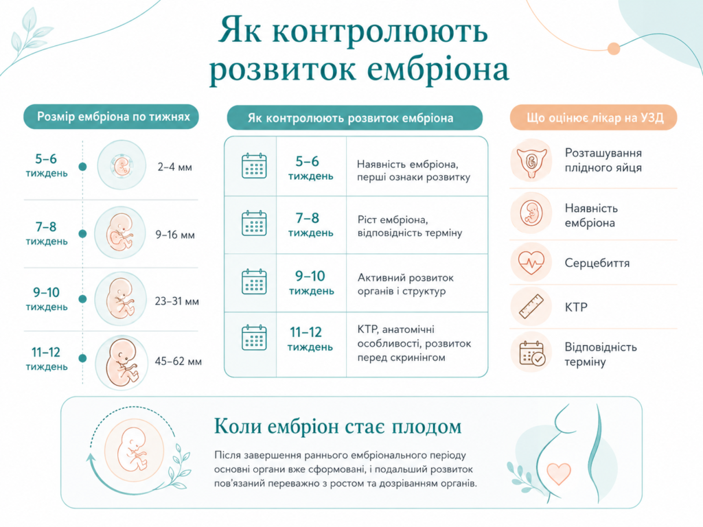 Контроль розвитку ембріона під час вагітності: оцінка розміру, КТР, серцевої діяльності, відповідності терміну та перше УЗД