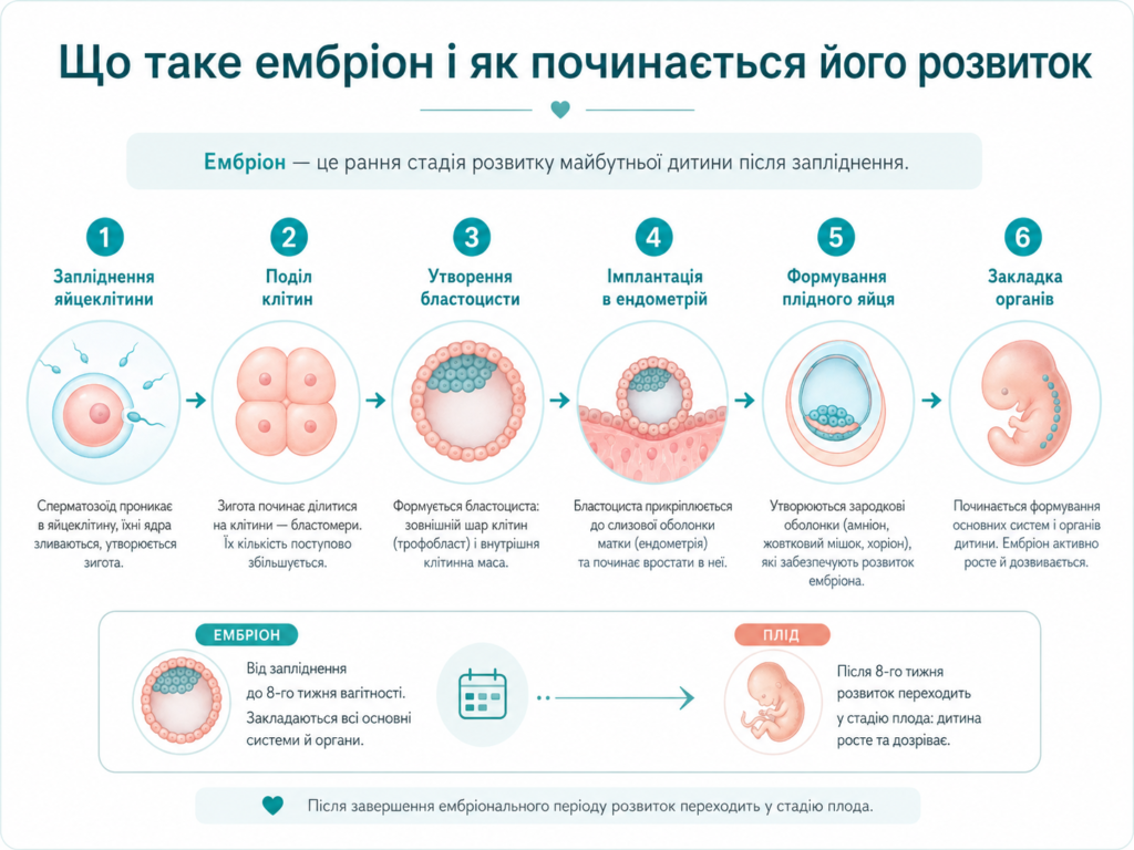 Етапи раннього розвитку ембріона: від запліднення яйцеклітини, поділу клітин і формування бластоцисти до імплантації та закладки органів